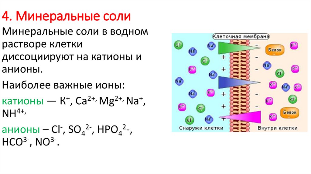 Тест неорганические вещества клетки 10