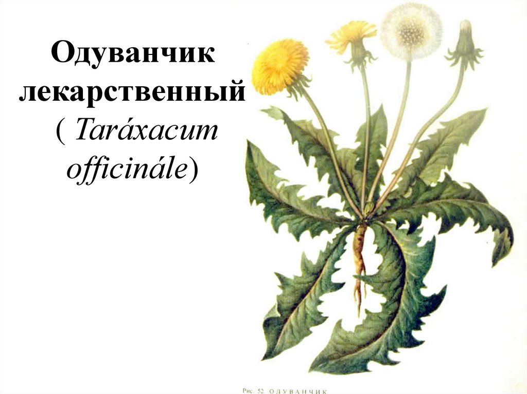 Одуванчик лекарственный род. Одуванчик лекарственный – Taraxacum officinale. Систематика одуванчика лекарственного. Одуванчик лекарственный строение. Формула одуванчика лекарственного.