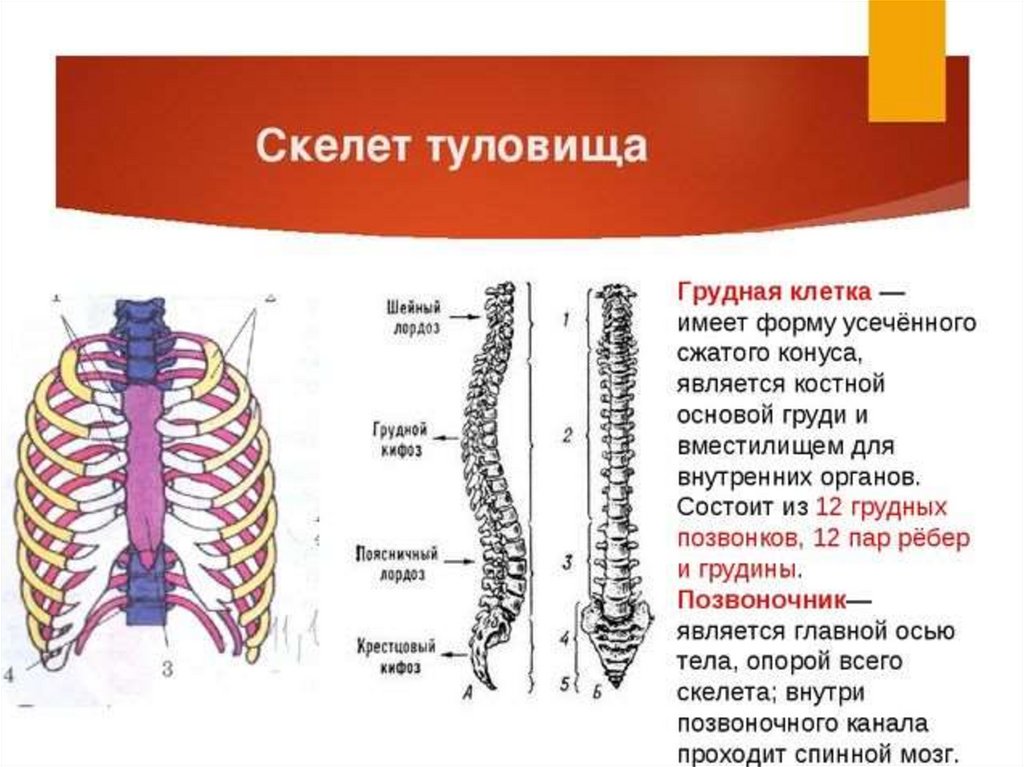 Строение скелета грудного отдела. Строение скелета туловища человека анатомия. Скелет туловища состоит из грудной клетки. Скелет туловища строение и функции. Скелет туловища кости туловища.