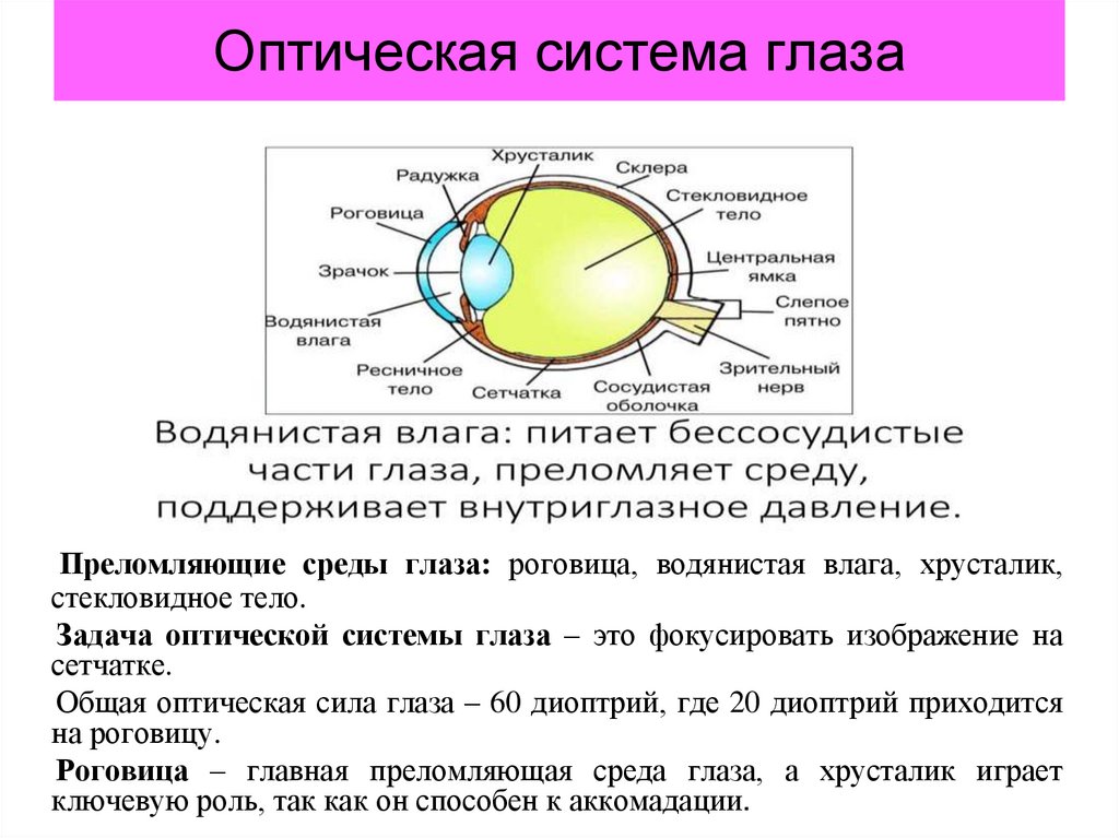 Какое образование относят к оптической системе глаза. Оптическая система глаза. Оптическая система глаза предназначена для. Глаз как оптическая система. Упрощенная оптическая система глаза.