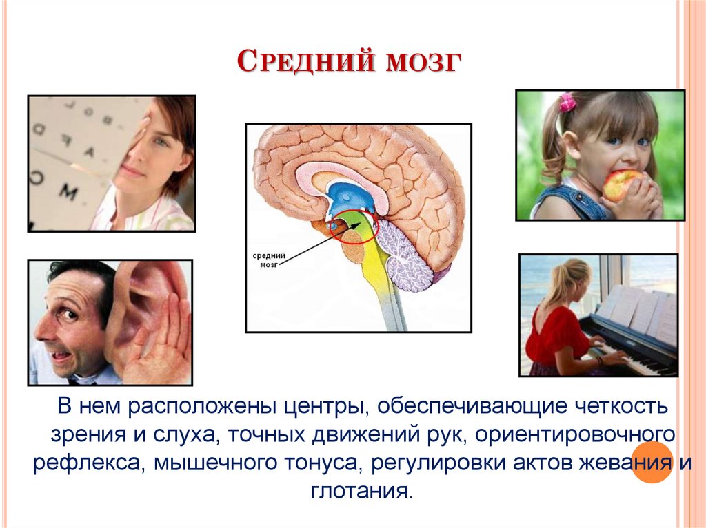 В каком отделе мозга расположены центры обеспечивающие. Жевание отдел мозга. Отдел мозга обеспечивает четкость зрения и слуха и точные движения. Зрение отдел мозга. Центр глотания расположен в мозге.