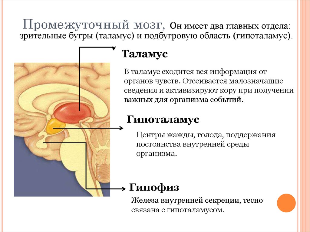 Функции таламуса промежуточного мозга. Промежуточный мозг отделы и функции таблица. Промежуточный мозг строение ядра. Промежуточный мозг таламус строение.