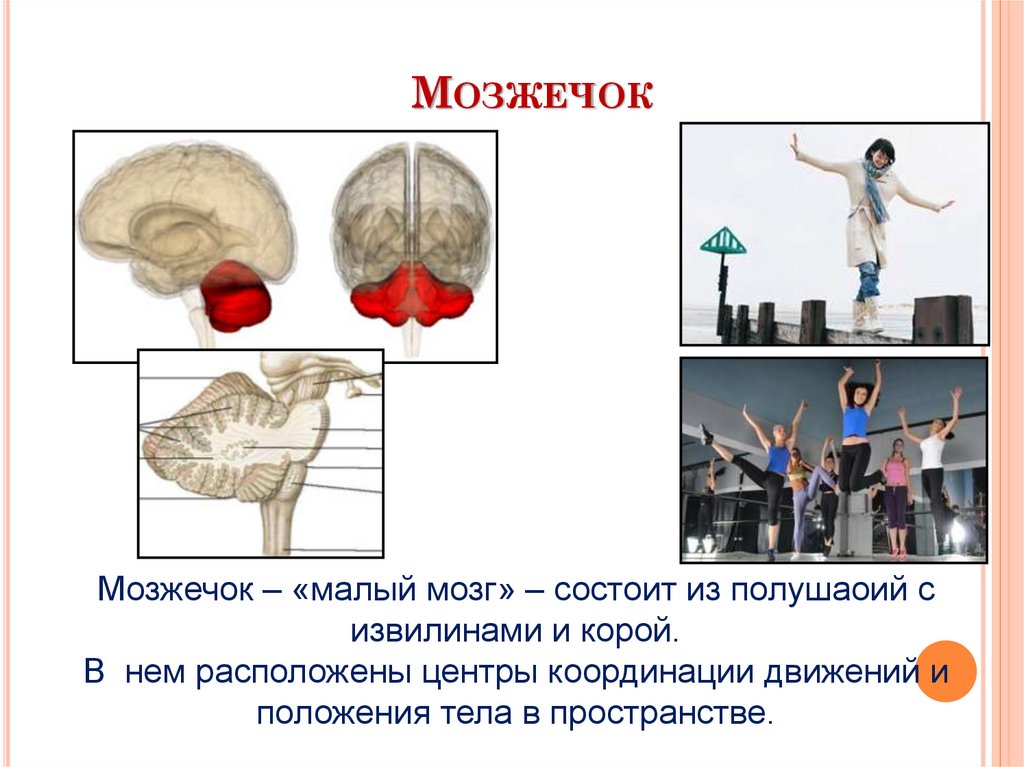 Центр координации движений находится в каком мозге. Мозжечок. Мозжечок строение. Мозжечок в голове. Функции мозжечка в головном мозге.