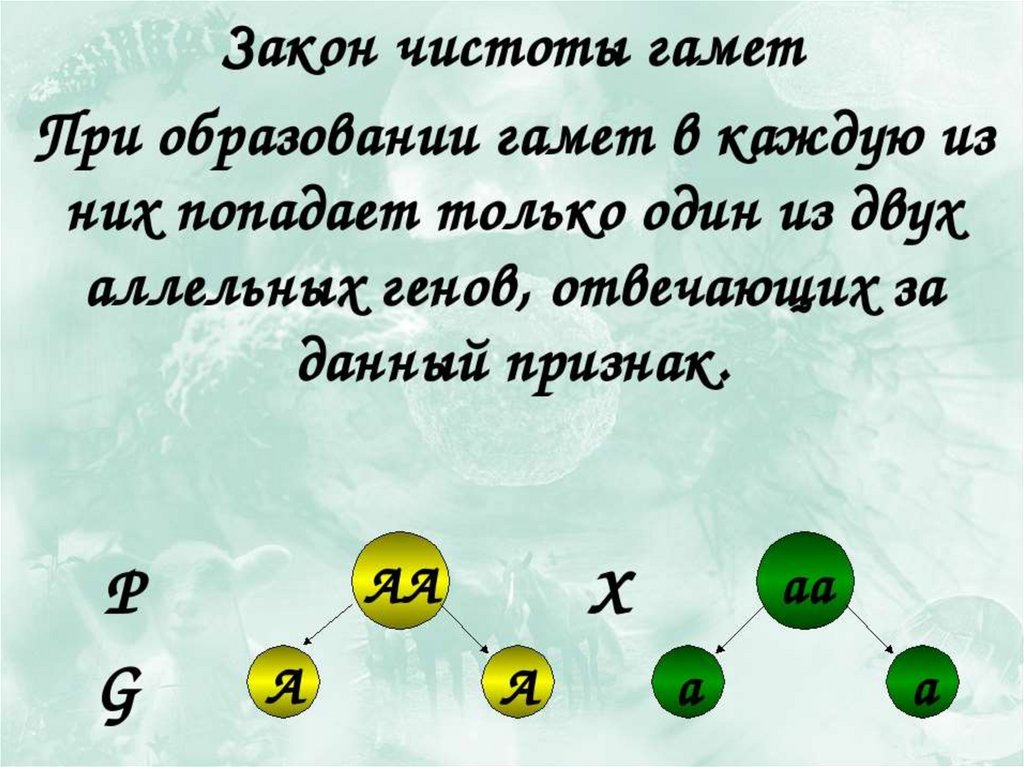 Генетика 9 класс - Презентация