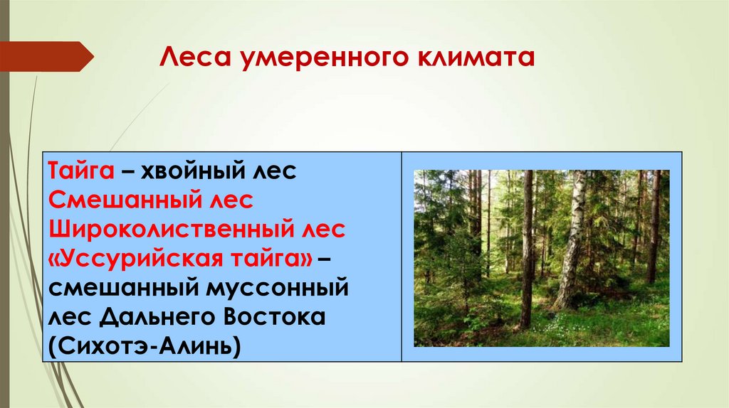 Какие природные зоны расположены в умеренном поясе. Температуры летом в умеренных лесах.