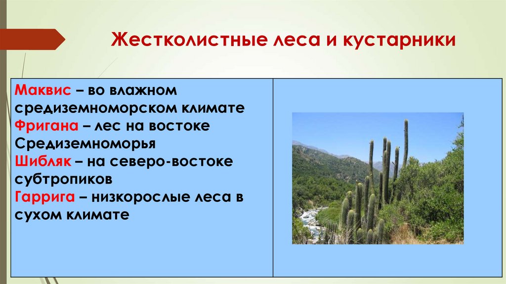 Климат жестколистных лесов австралии. Жестколистные леса и кустарники растения. Жестколистные вечнозеленые леса Африки. Жестколистные вечнозеленые леса климат. Жестколистные вечнозеленые леса географическое положение.