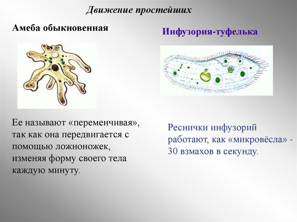 Форма тела постоянная образует ложноножки