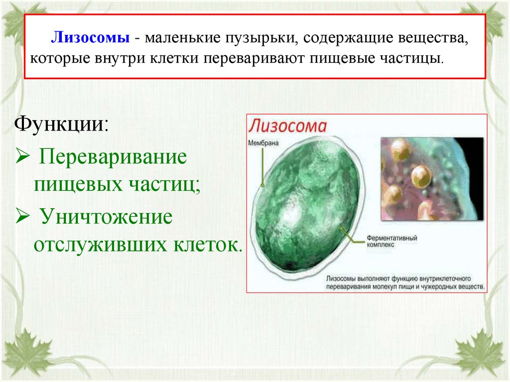 Лизосома растительной клетки. Лизосомы функции. Лизосомы мелкие мембранные пузырьки. Основные функции лизосом. Лизосомы строение и функции.