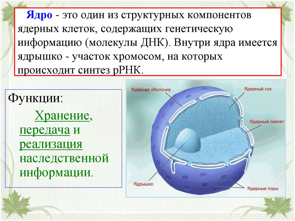 Презентация на тему ядро клетки