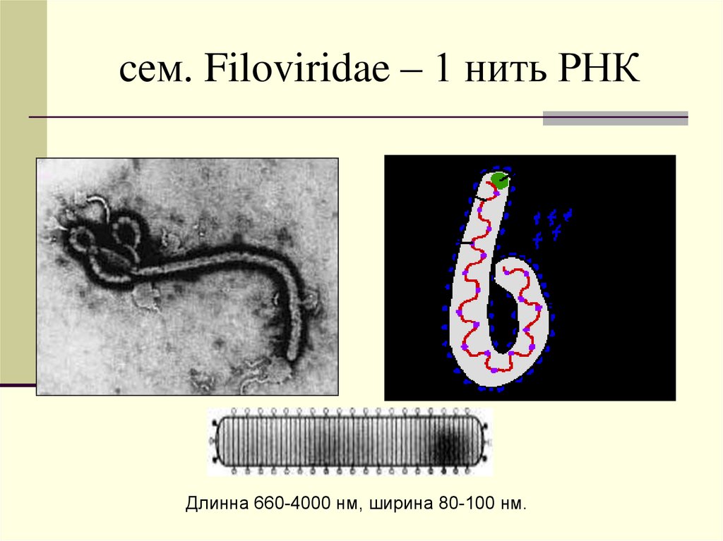 Филовирусы Filoviridae. + Нитевая РНК. Филовирусы шириной НМ. Отрицательная нить РНК.