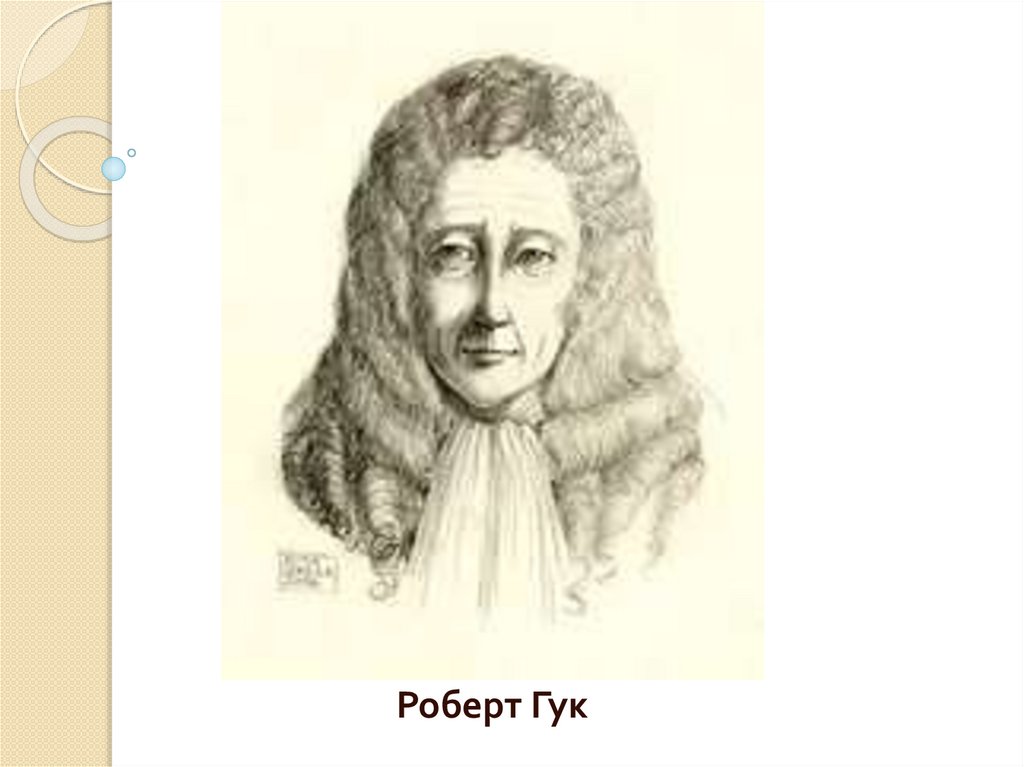 Строение животной клетки - презентация онлайн