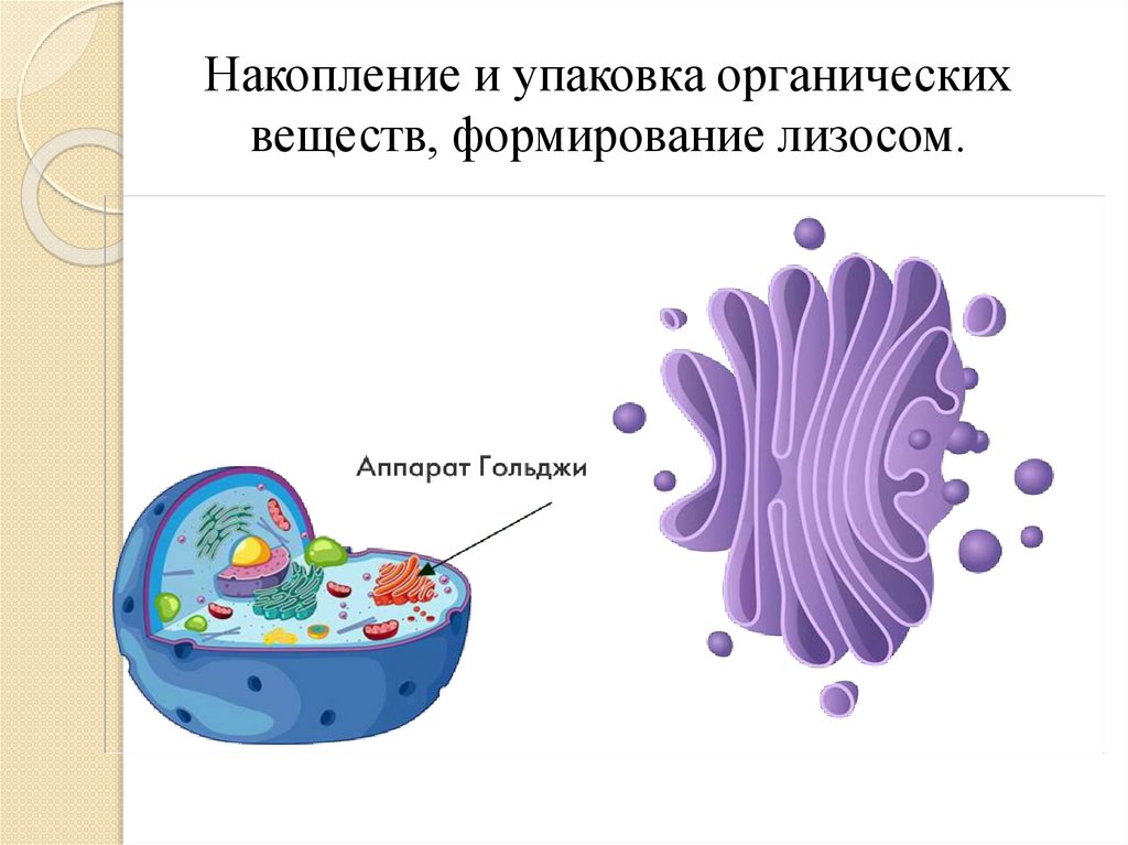 Строение животной клетки - презентация онлайн