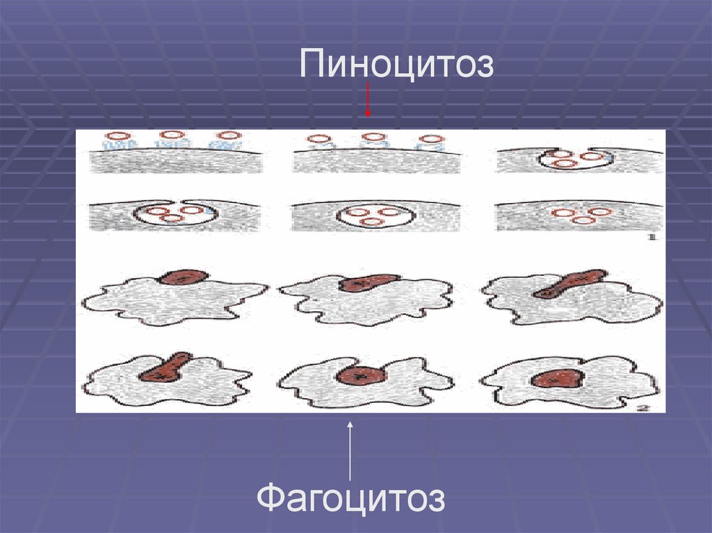 Низкий фагоцитоз. Фагоцитоз и пиноцитоз. Фагоцитоз рисунок. Пиноцитоз презентация. Фагоцитоз у животных и растений.