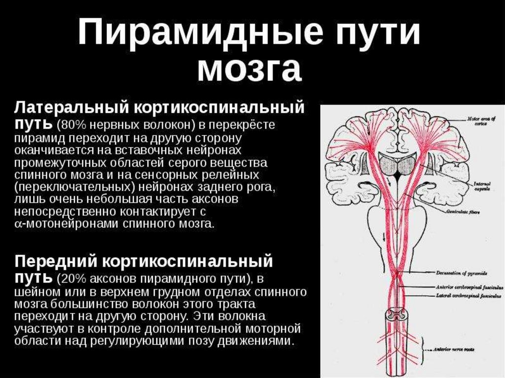 Латеральный корково спинномозговой