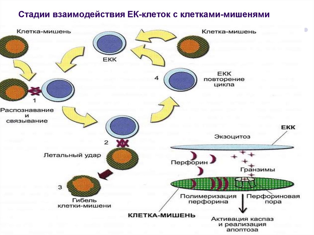 Степени взаимодействия