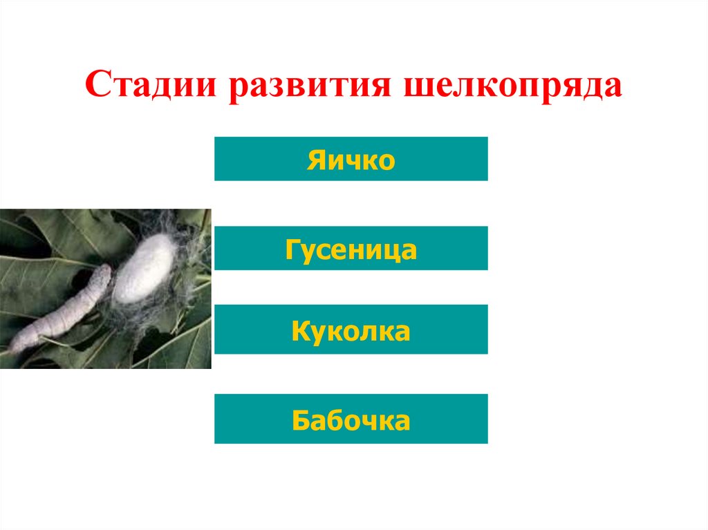 Волокна животного происхождения относятся к волокнам