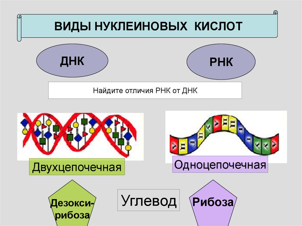 Виды молекул нуклеиновой кислоты днк. Виды ДНК И РНК. Нуклеиновые кислоты РНК. Типы нуклеиновых кислот ДНК И РНК. Нуклеиновая кислота ИРНК.