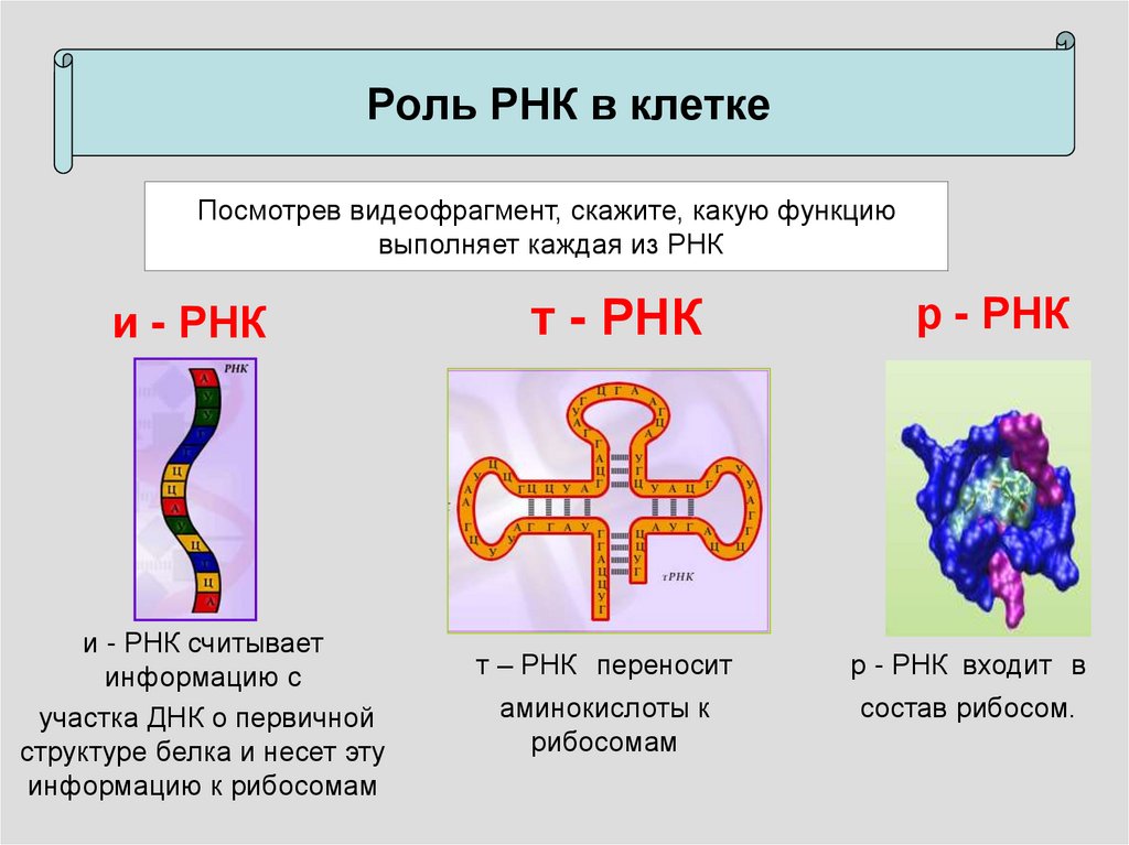 4 виды рнк. Структура и функции РНК. Строение и функции МРНК, ТРНК, РРНК. ИРНК ДНК ТРНК функции. ИРНК МРНК ТРНК РРНК.
