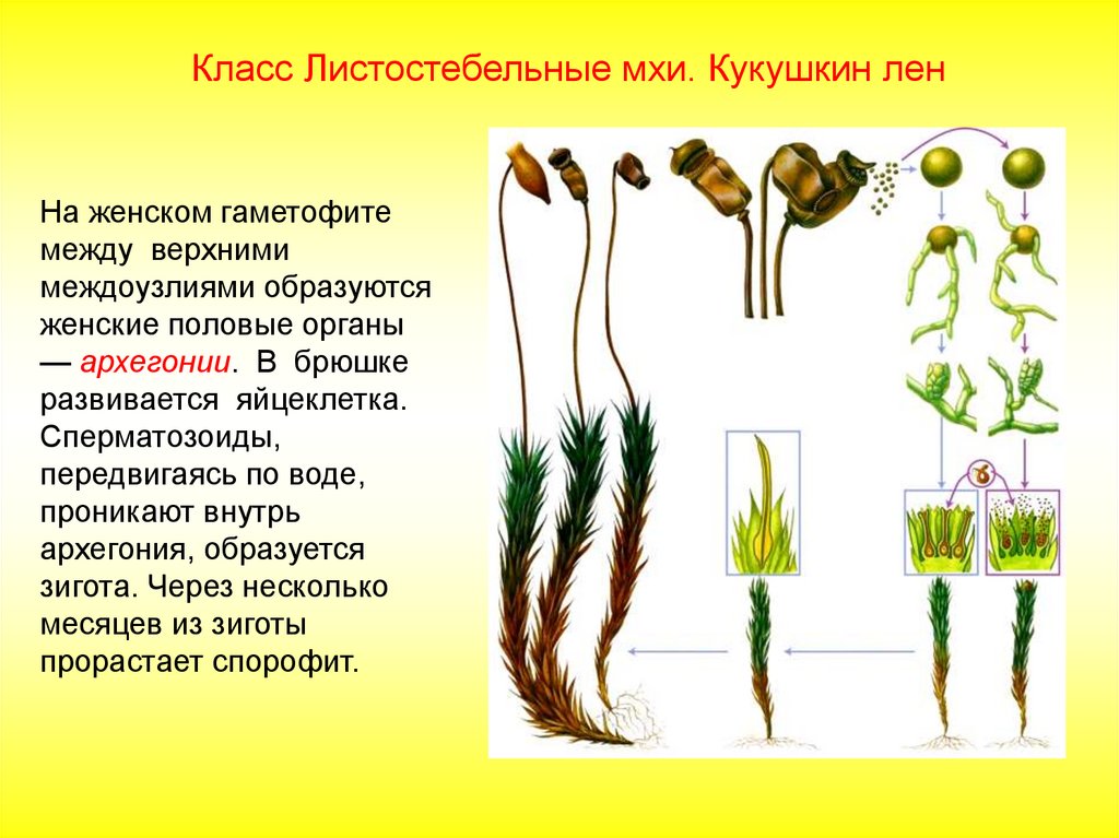 Листостебельные растения спорофит