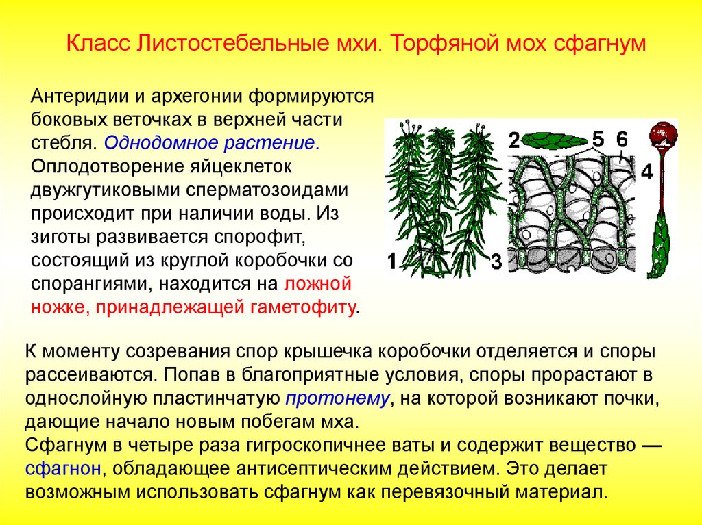 Листостебельные растения спорофит. Антеридий сфагнума. Листостебельные мхи сфагнум. Архегонии и антеридии. Класс листостебельные мхи моховидных.