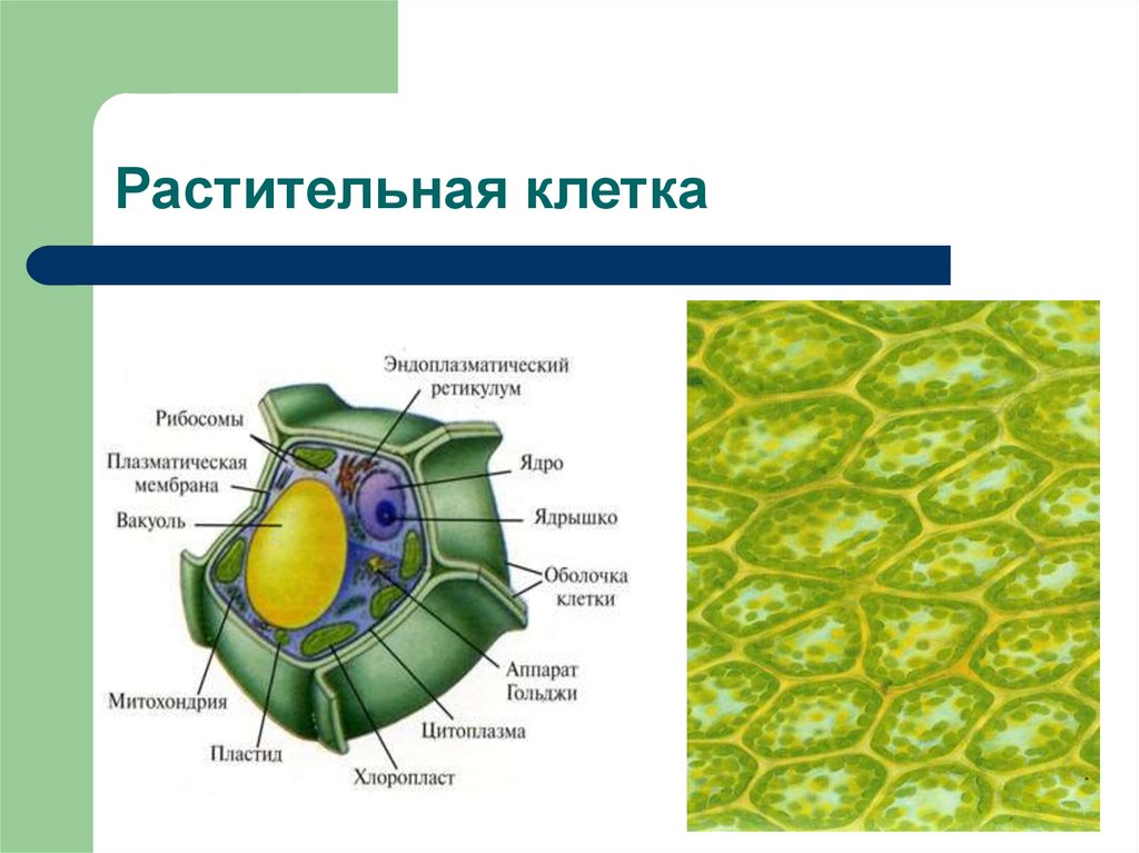 Конспект клетки растений