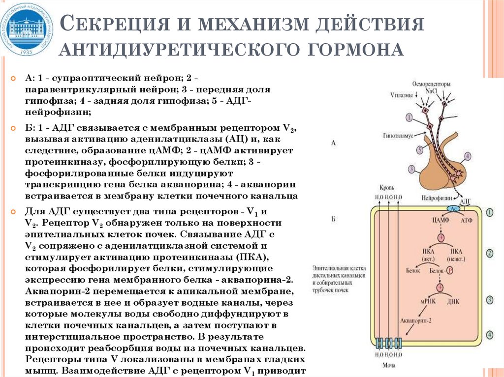 Химическая природа гормонов схема