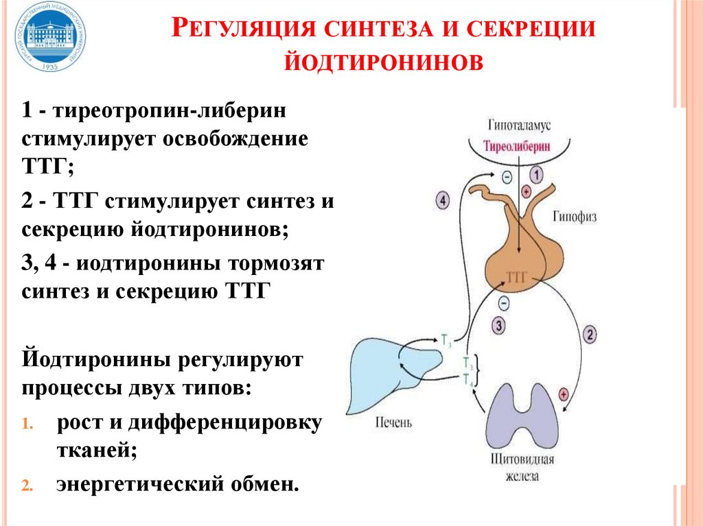 Синтез йодтиронинов схема