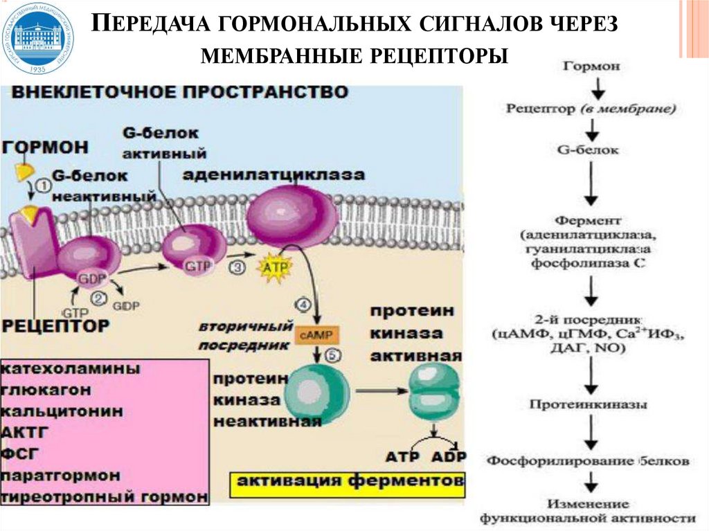 Механизмы передачи гормональных сигналов. Рецепторы гормонов. Рецепторы мембран. Мембранно-внутриклеточный механизм действия гормонов. Механизмы передачи гормонального сигнала.