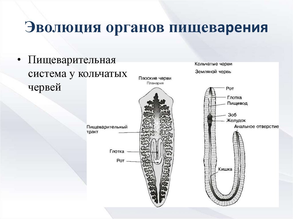 Развитие систем органов у червей