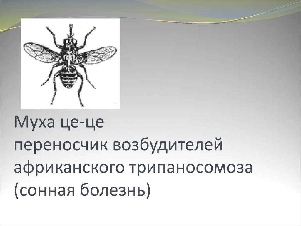 Основной хозяин муха цеце основной хозяин человек. Сонная болезнь Муха ЦЕЦЕ. Муха ЦЕЦЕ переносчик. Муха ЦЕЦЕ рисунок. Вольфартова Муха переносчик.
