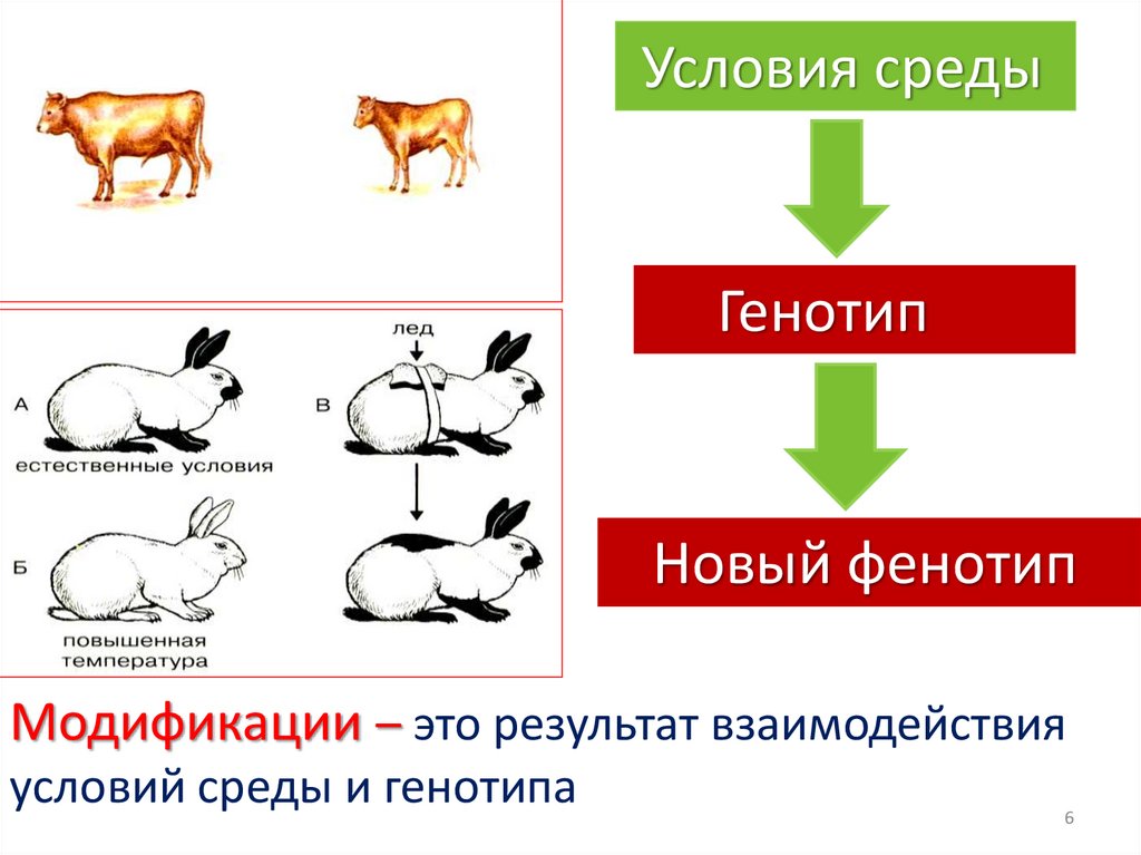 Характер изменчивости модификации