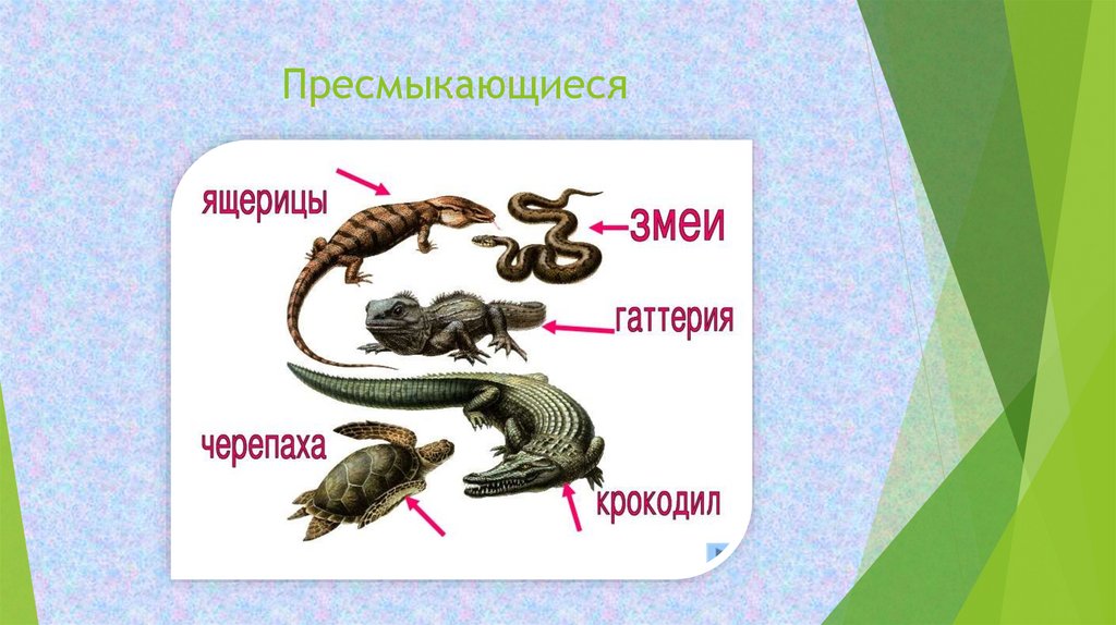 Заботу о потомстве у разных групп животных - презентация онлайн
