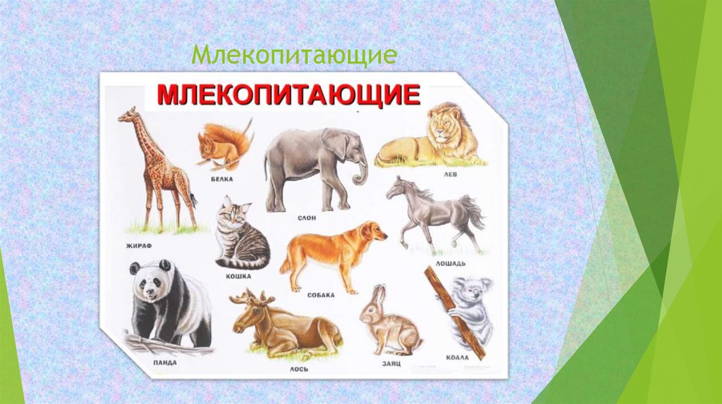 Заботу о потомстве у разных групп животных - презентация онлайн