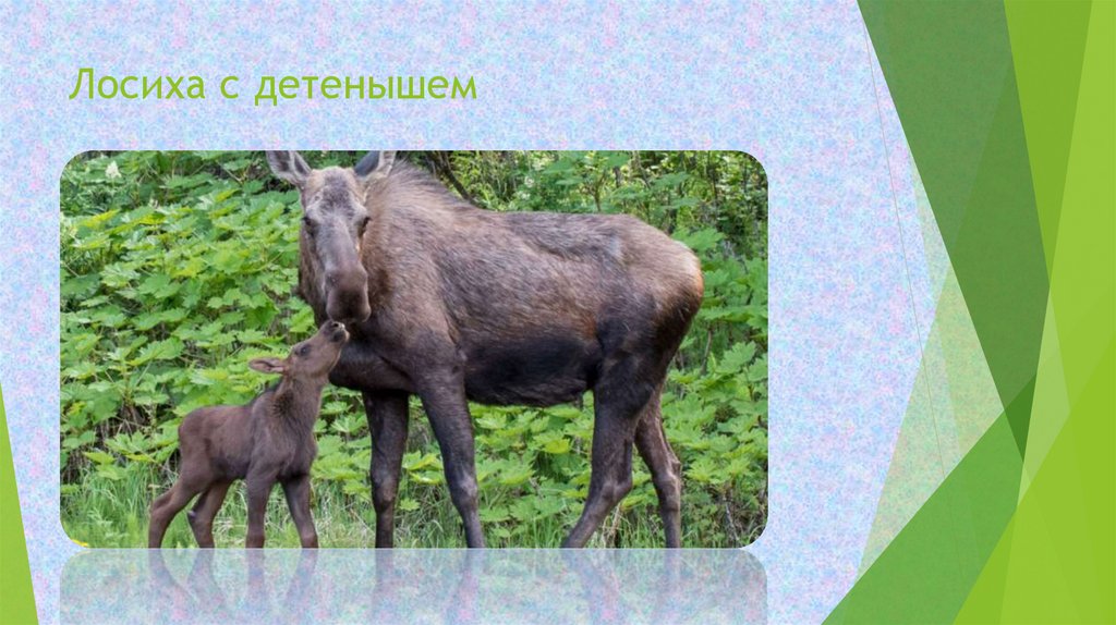 Заботу о потомстве у разных групп животных - презентация онлайн