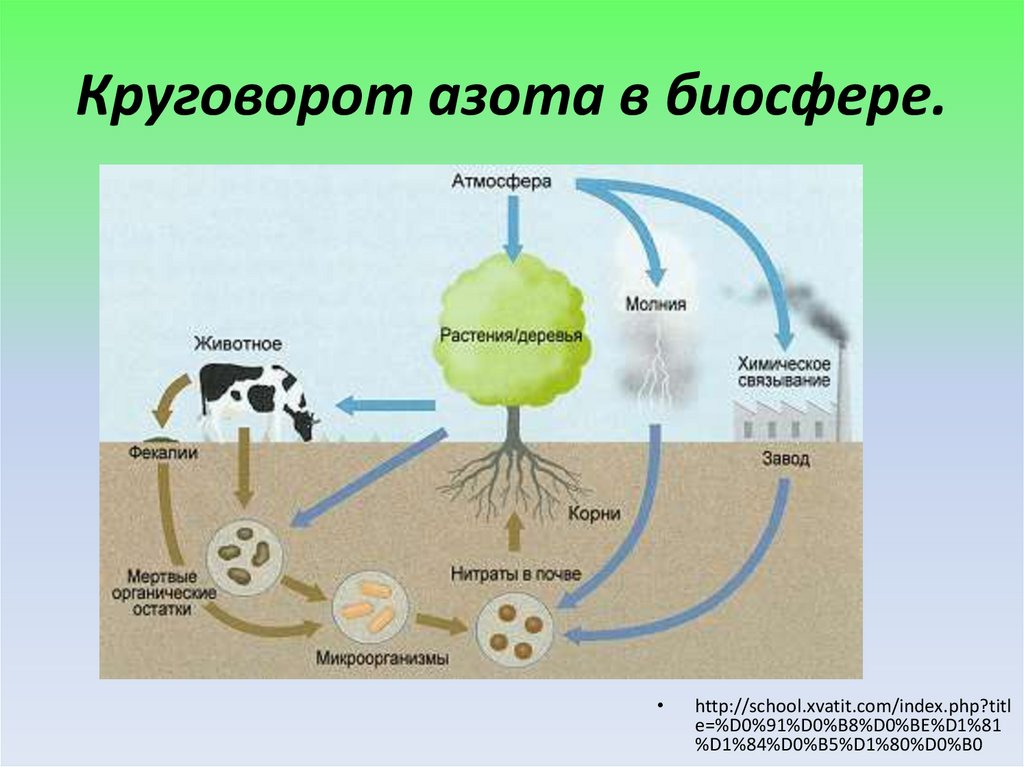 Круговорот азота в биосфере последовательность. Круговорот азота в биосфере.