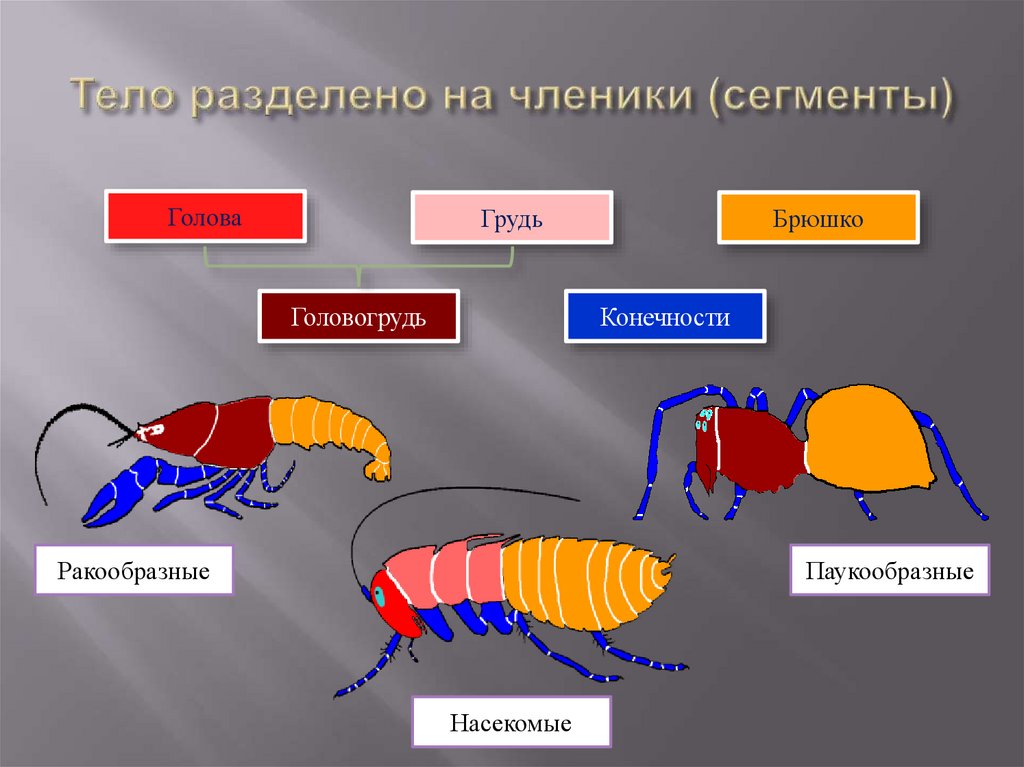 Ракообразные паукообразные насекомые конечности. Членистоногие сегментация тела. Отделы тела членистоногих. Разделение тела членистоногих. Сегментированные конечности у членистоногих.