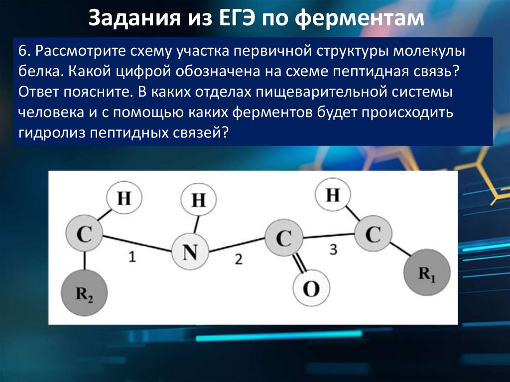 Какие связи в молекуле белка