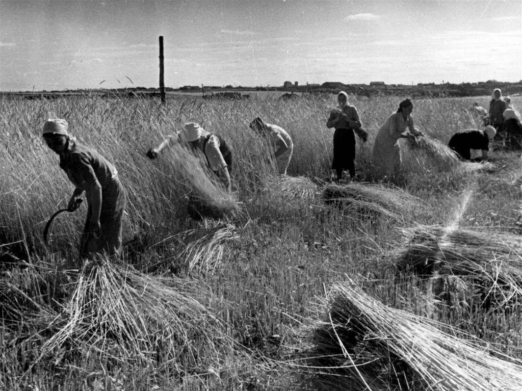 Время поле. Сенокос Великая Отечественная война. Тыл колхозы в ВОВ 1941-1945. Сенокос труженицы тыла в годы Великой Отечественной войны. Сельское хозяйство в годы войны 1941-1945.