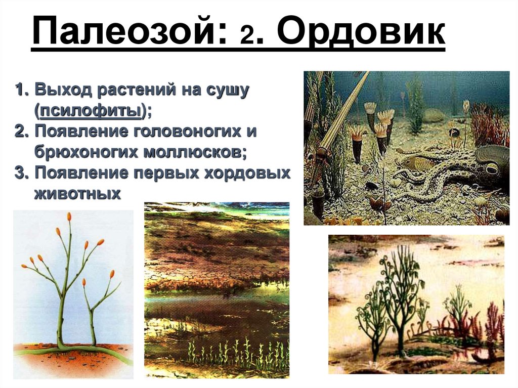Ранний палеозой растения. Палеозой растительный мир. Палеозой презентация. Ордовик.
