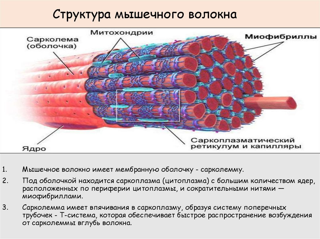 Структура мышечного волокна