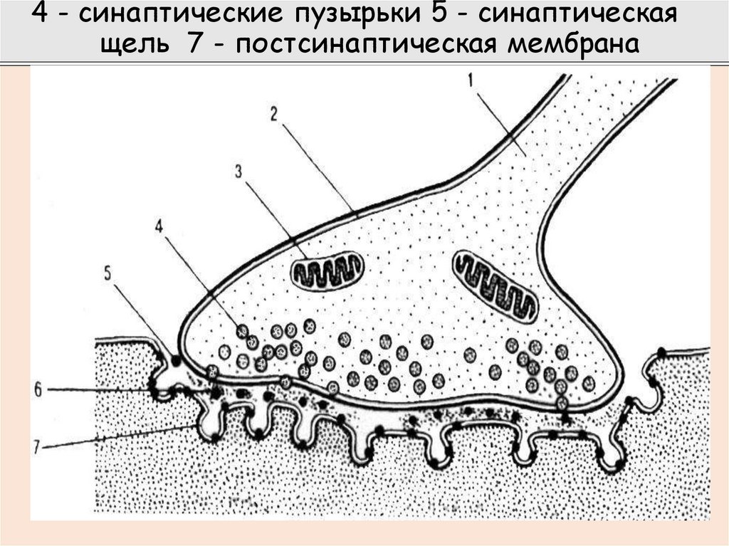 4 - синаптические пузырьки 5 - синаптическая щель 7 - постсинаптическая мембрана