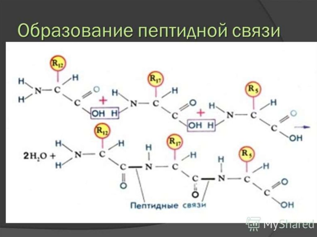 Молекулы белков построены