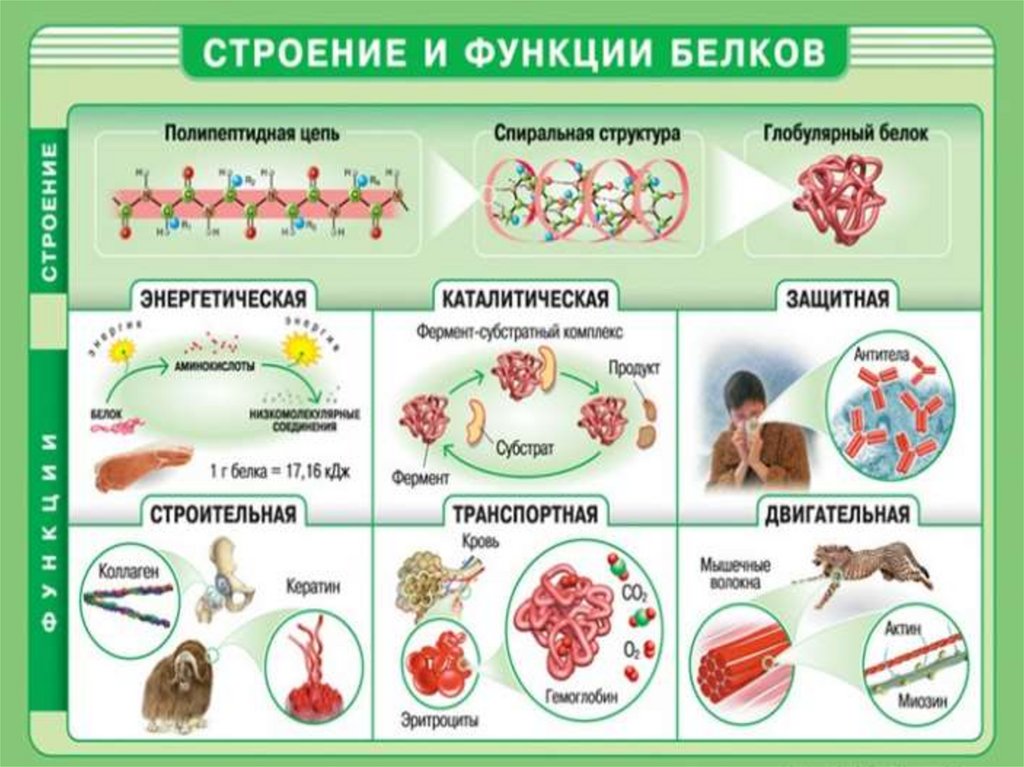 Из каких простых органических соединений состоят белки