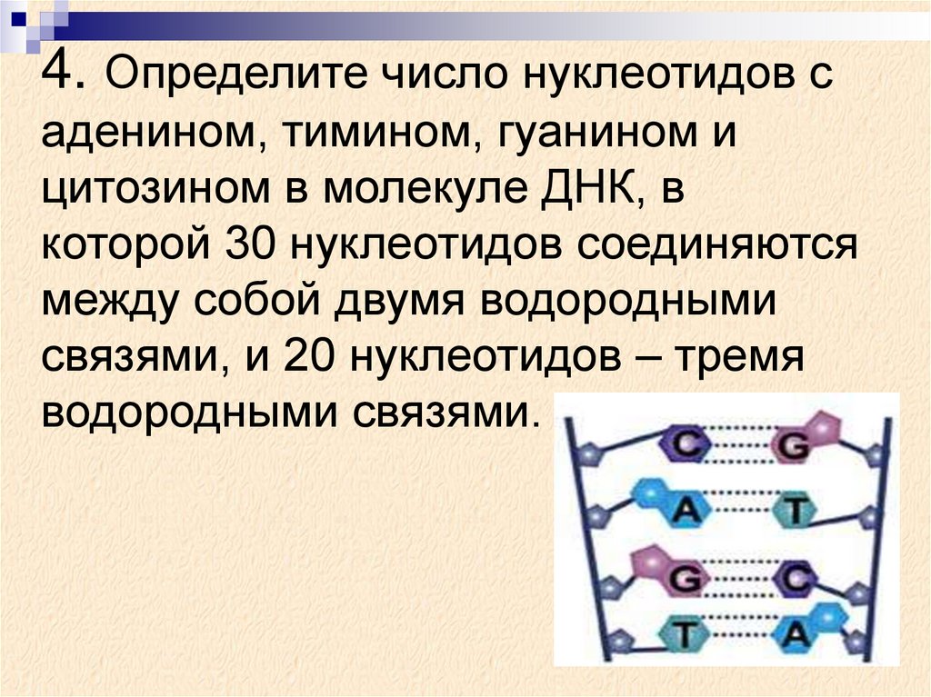 Фрагмент нуклеотидной цепи днк имеет