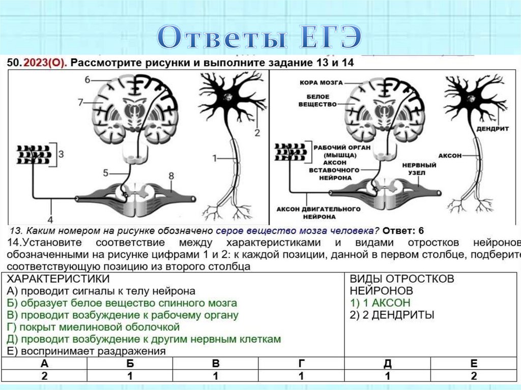 Ответы ЕГЭ