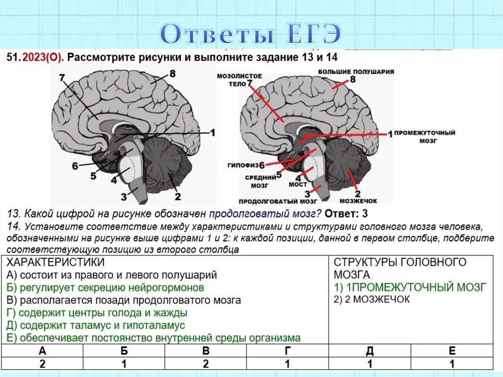 Ответы ЕГЭ