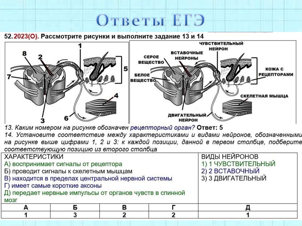 Ответы ЕГЭ