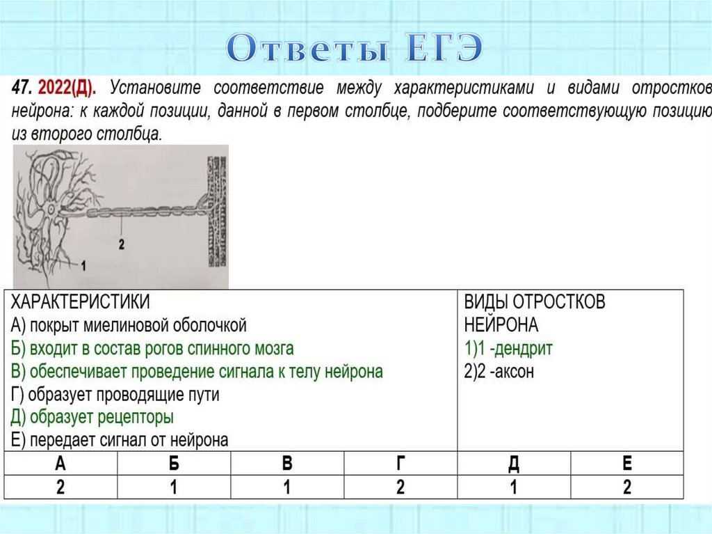 Ответы ЕГЭ