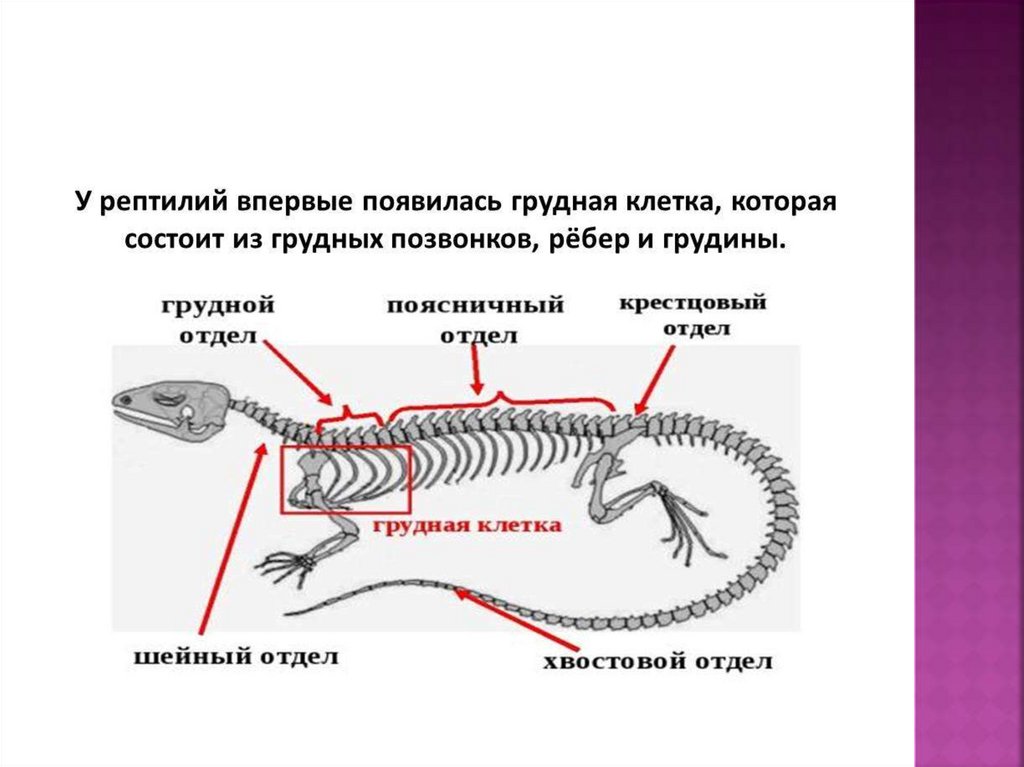 Рептилии ребра. Скелет пресмыкающихся шейный отдел. Шейный отдел позвоночника рептилий. Пресмыкающиеся внешнее и внутреннее строение. Внутреннее строение пресмыкающихся.