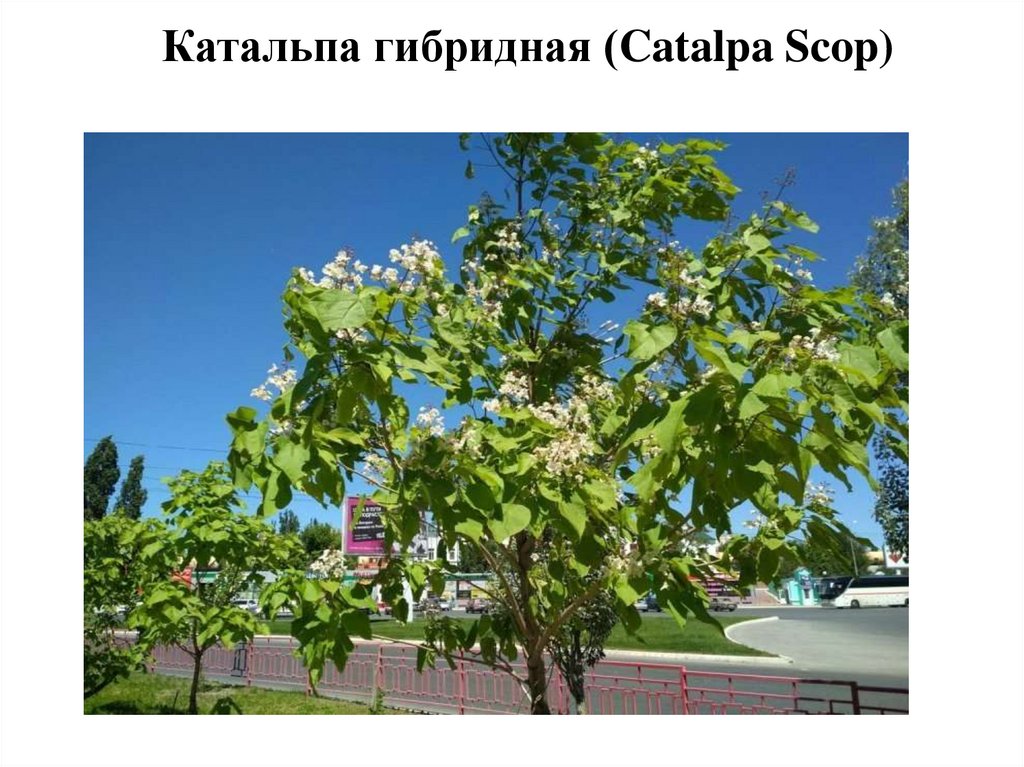 Реализация городского экологического проекта «Проросток» в ...